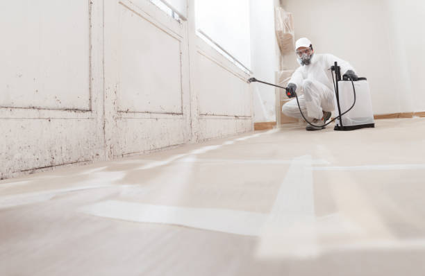 Black mold remediation team in Roslindale